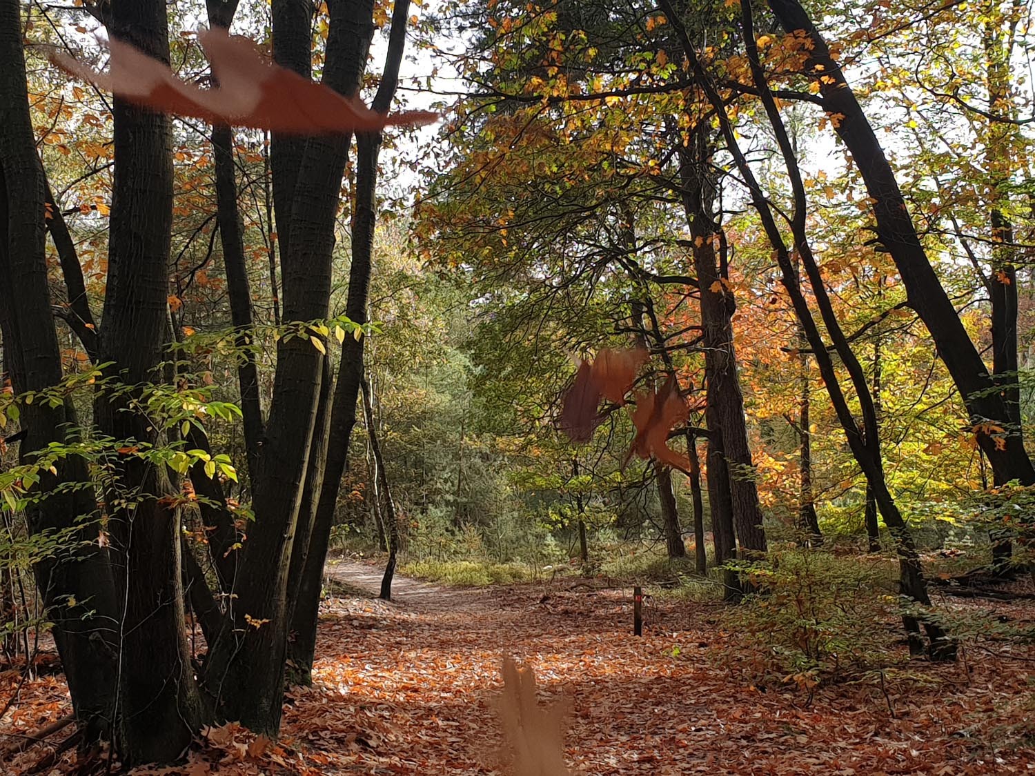 Foto van het Zwolse Bos met vallende bladeren